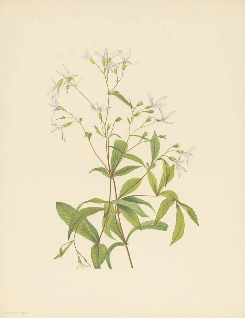 Bowmansroot Porteranthus Trifoliatus 3