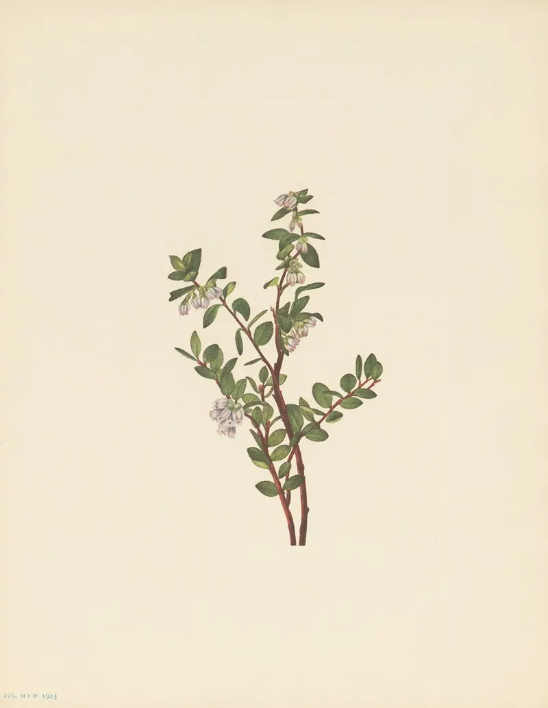 Box Huckleberry Gaylussacia Brachycera 3