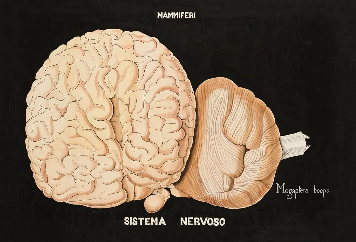 Brain Of A Humpback Whale Megaptera Novaeangliae