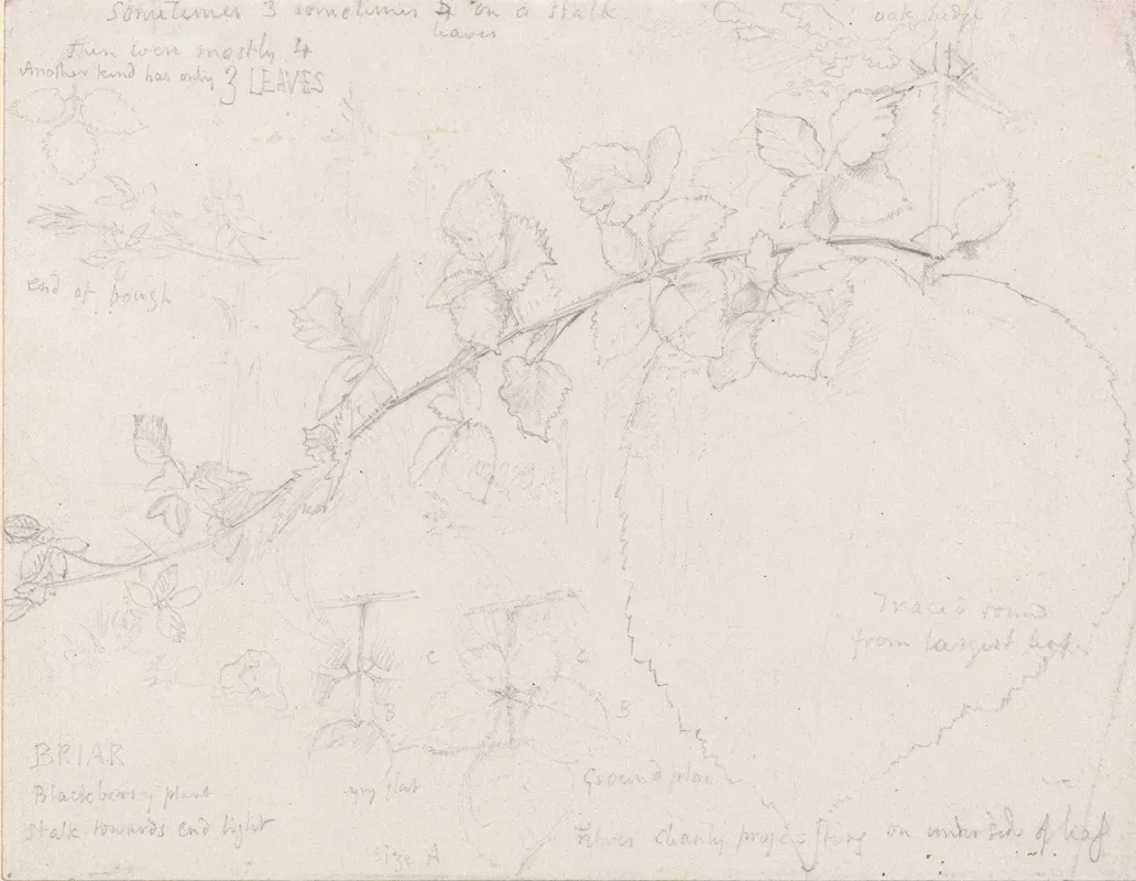 Brambles by Samuel Palmer - Canvas Print