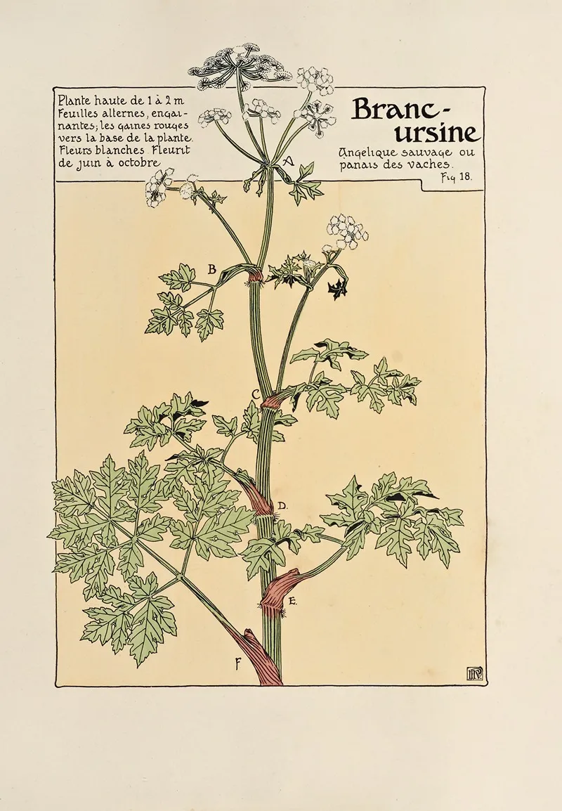 Branc Ursine 2 by Maurice Pillard Verneuil - Canvas Print