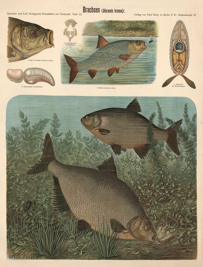 Bream Abramis Brama by Albert Kull - Canvas Print