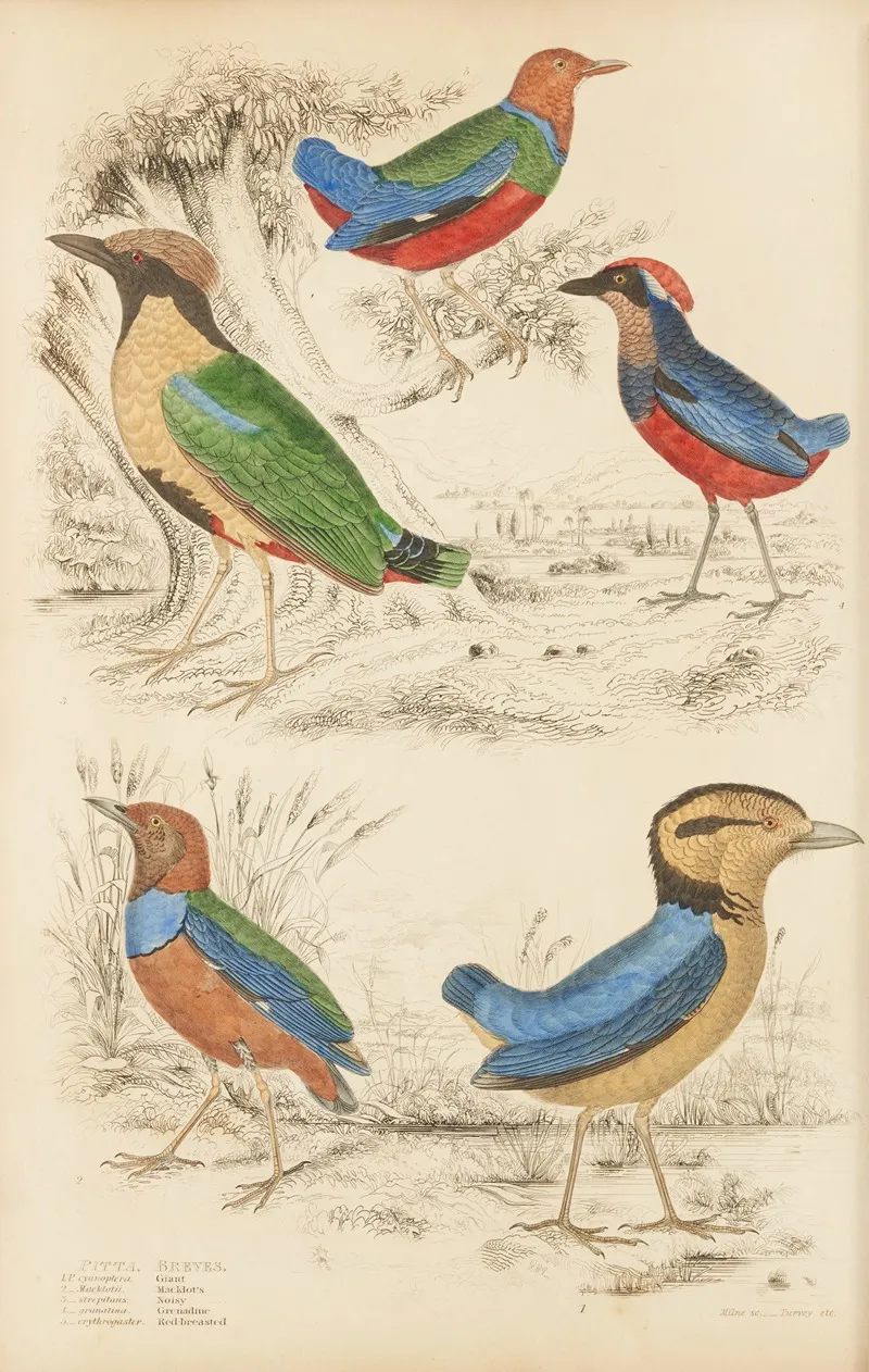 Breves by William MacGillivray - Canvas Print