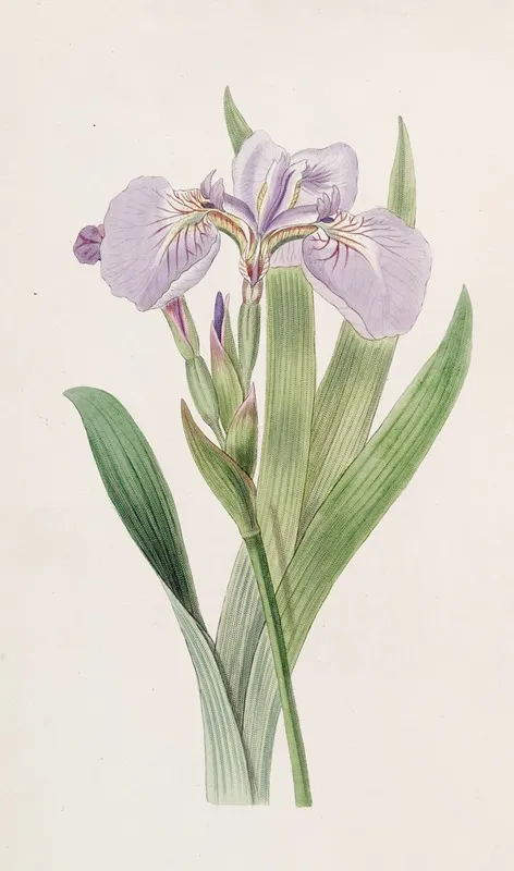 Bristle Tipped Iris