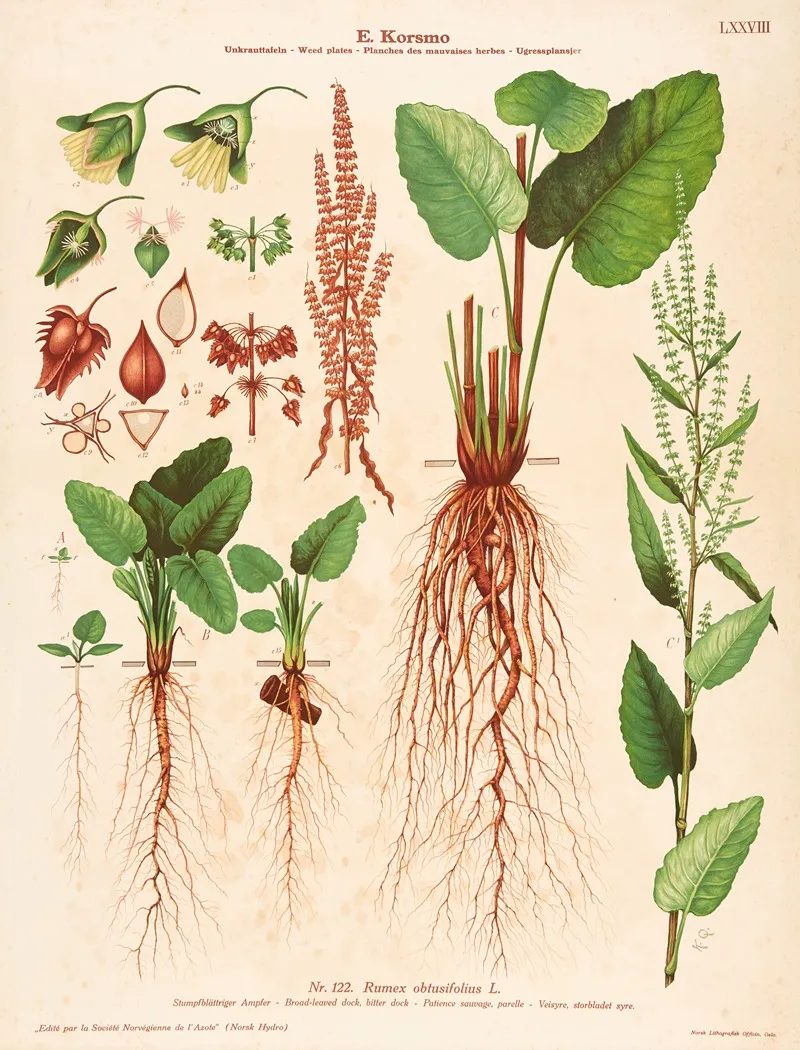 Broad Leaved Dock Bitter Dock by Knut Quelprud - Canvas Print