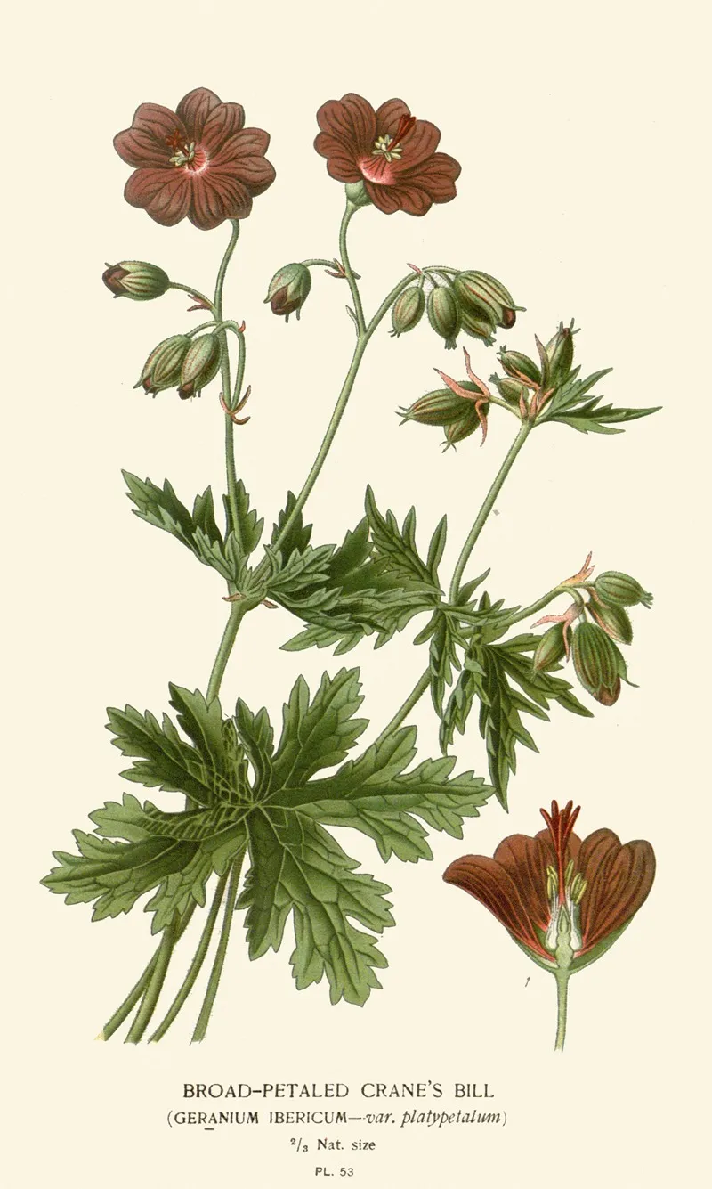 Broad Petaled Cranes Bill