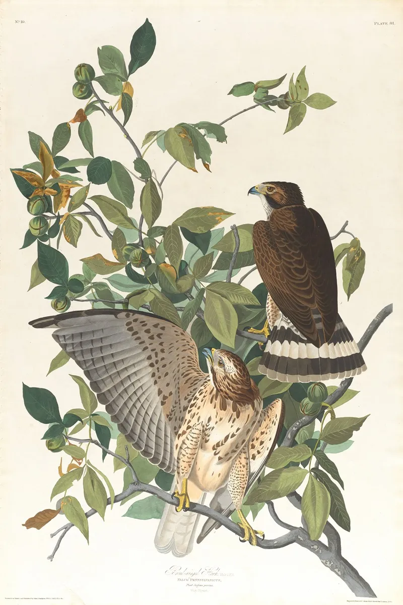 Broad Winged Hawk by John James Audubon - Canvas Print