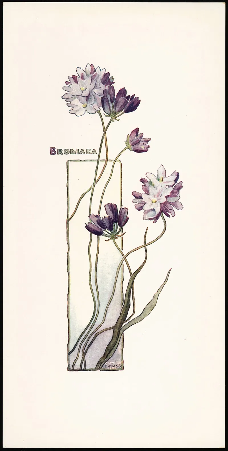 Brodiaea