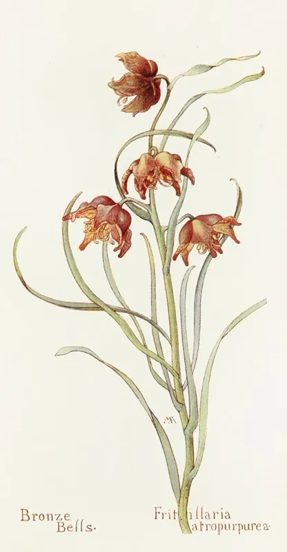 Bronze Bells by Margaret Armstrong - Canvas Print