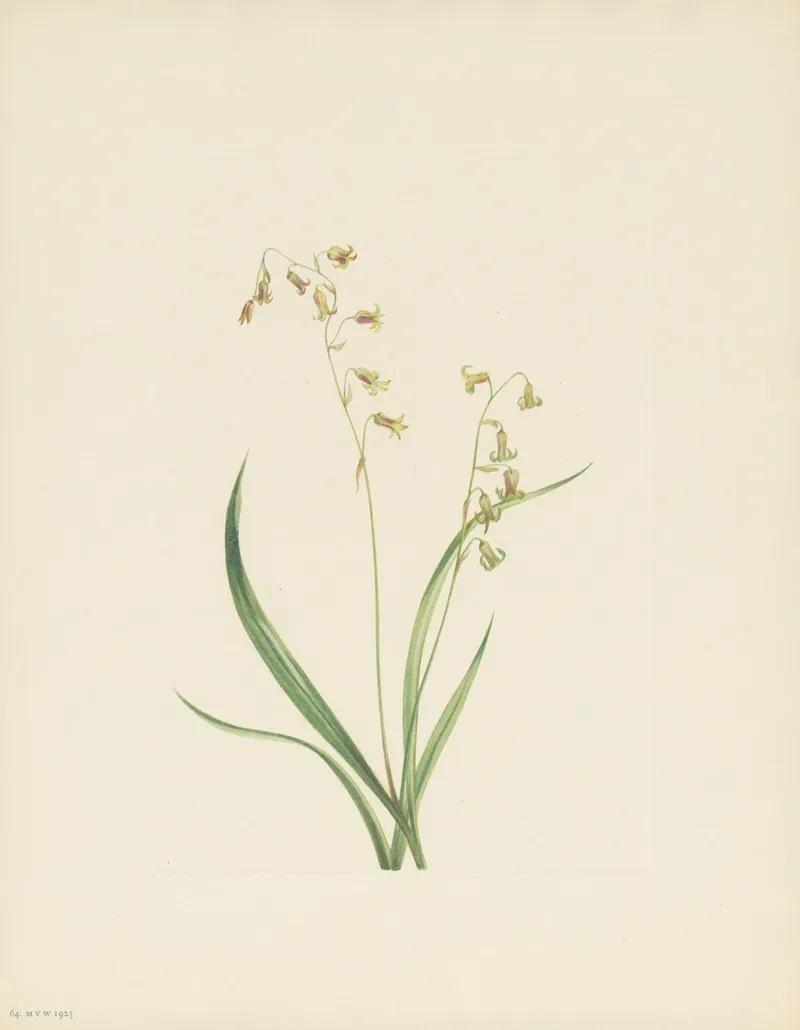 Bronzebells Stenanthium Occidentale 3