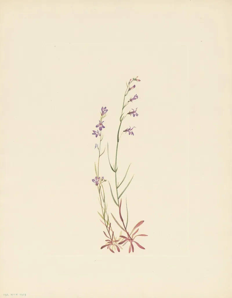 Brook Lobelia Lobelia Kalmii 3