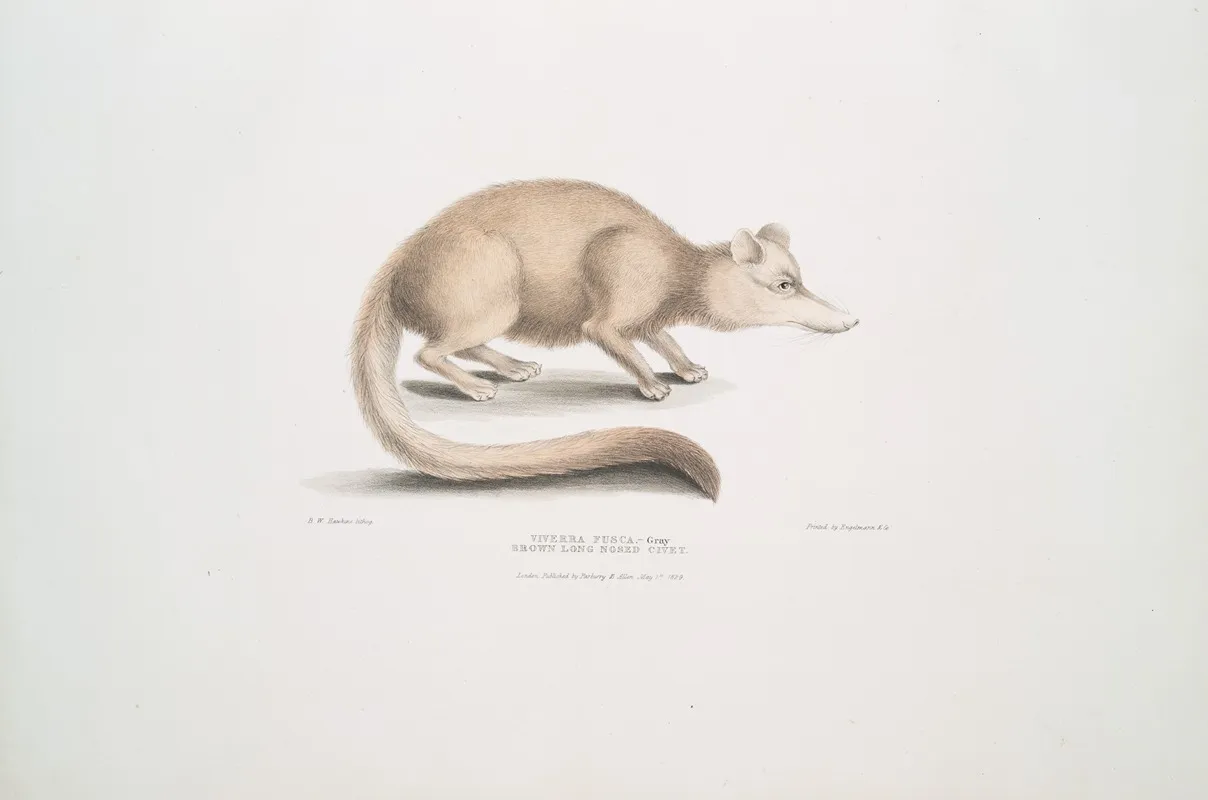 Brown Long Nosed Civet Viverra Fusca