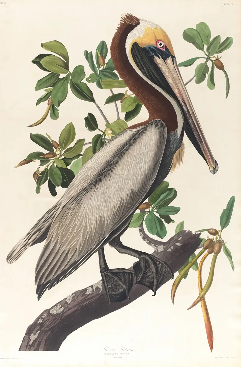 Brown Pelican Pelecanus Fuscus by John James Audubon - Canvas Print