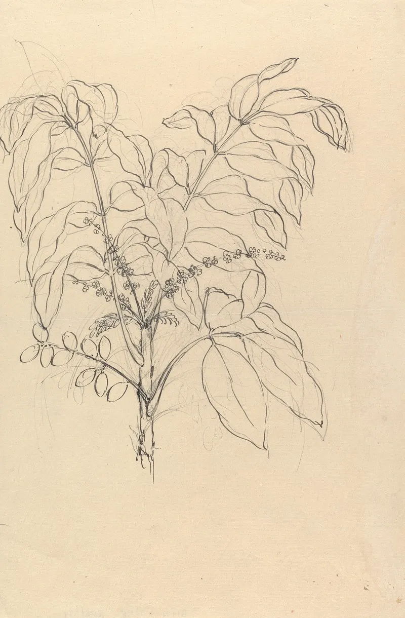 Brucea Antidysenterica 2 by Luigi Balugani - Canvas Print