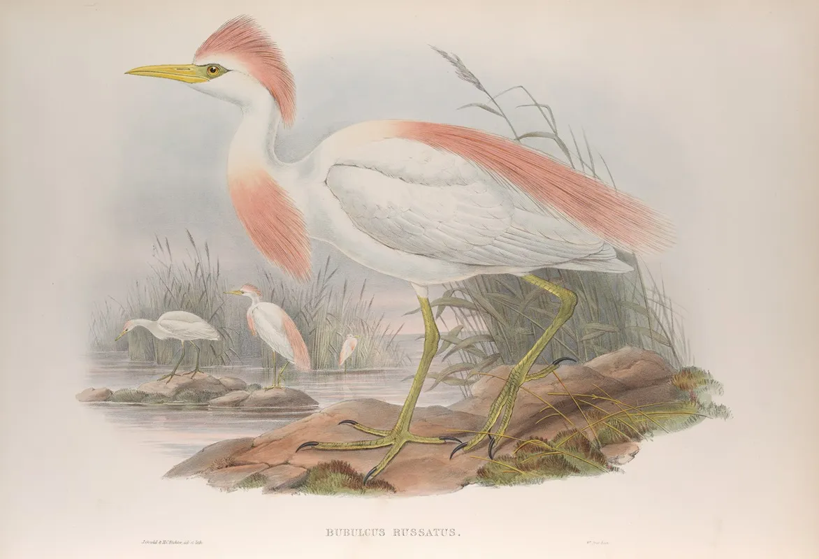 Bubulcus Russatus Buff Backed Heron by John Gould - Canvas Print