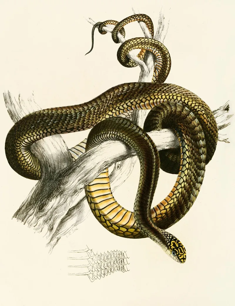 Bucephalus Capensis Var A