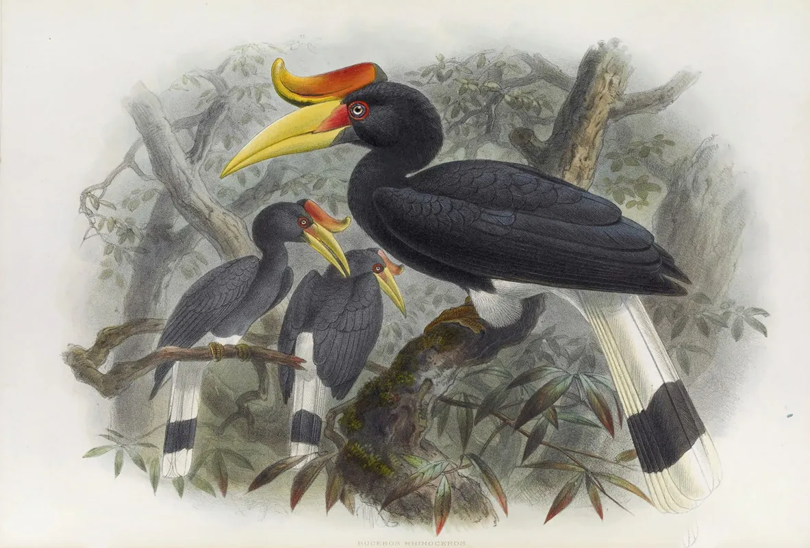 Buceros Rhinoceros