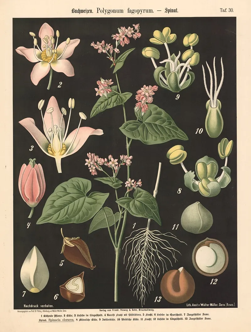 Buchweizen Polygonum Fagopyrum