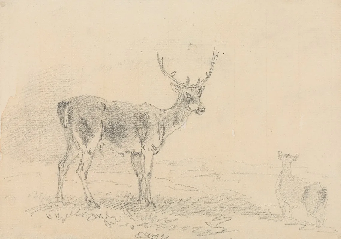 Buck And Doe