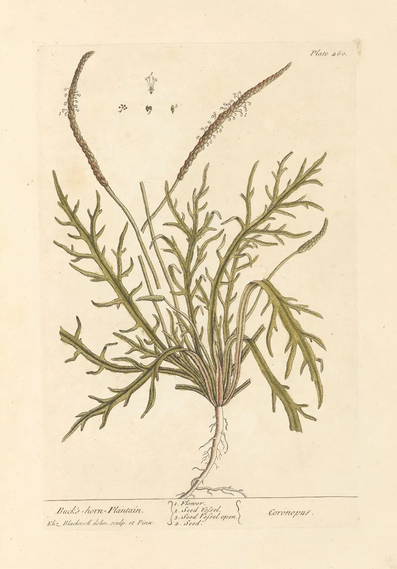 Bucks Horn Plantain