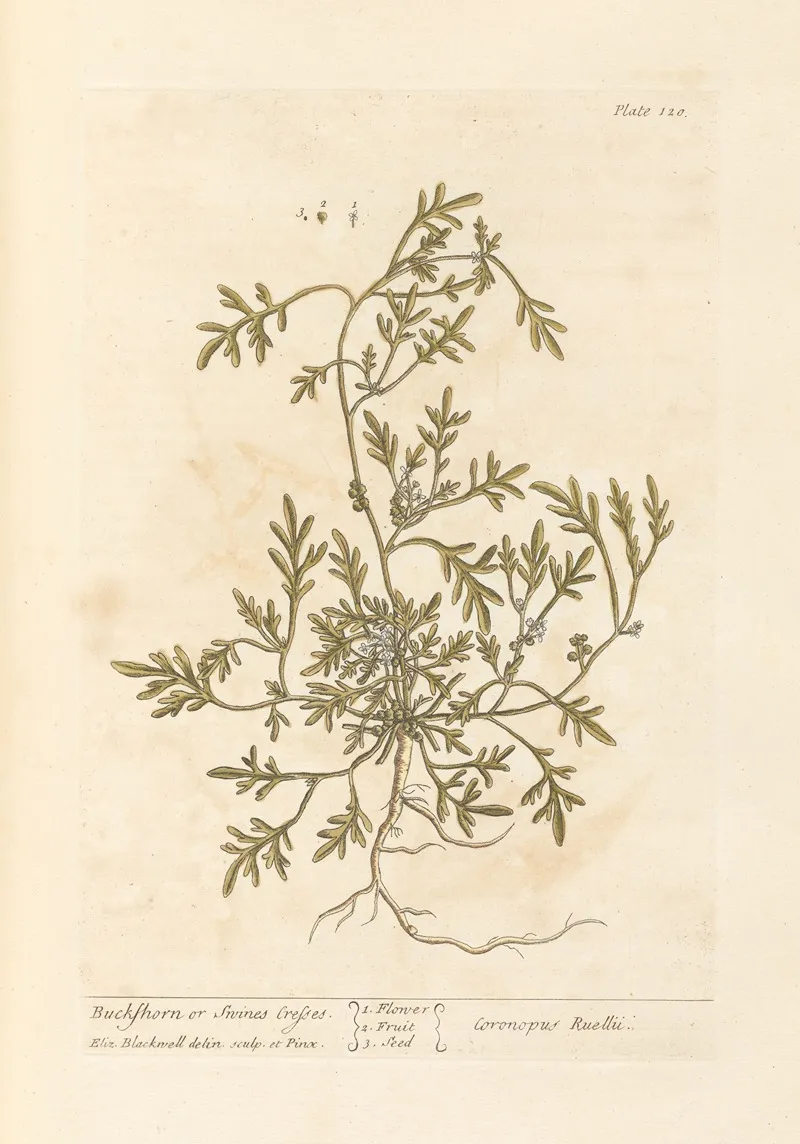 Buckshorn Or Swines Cresses