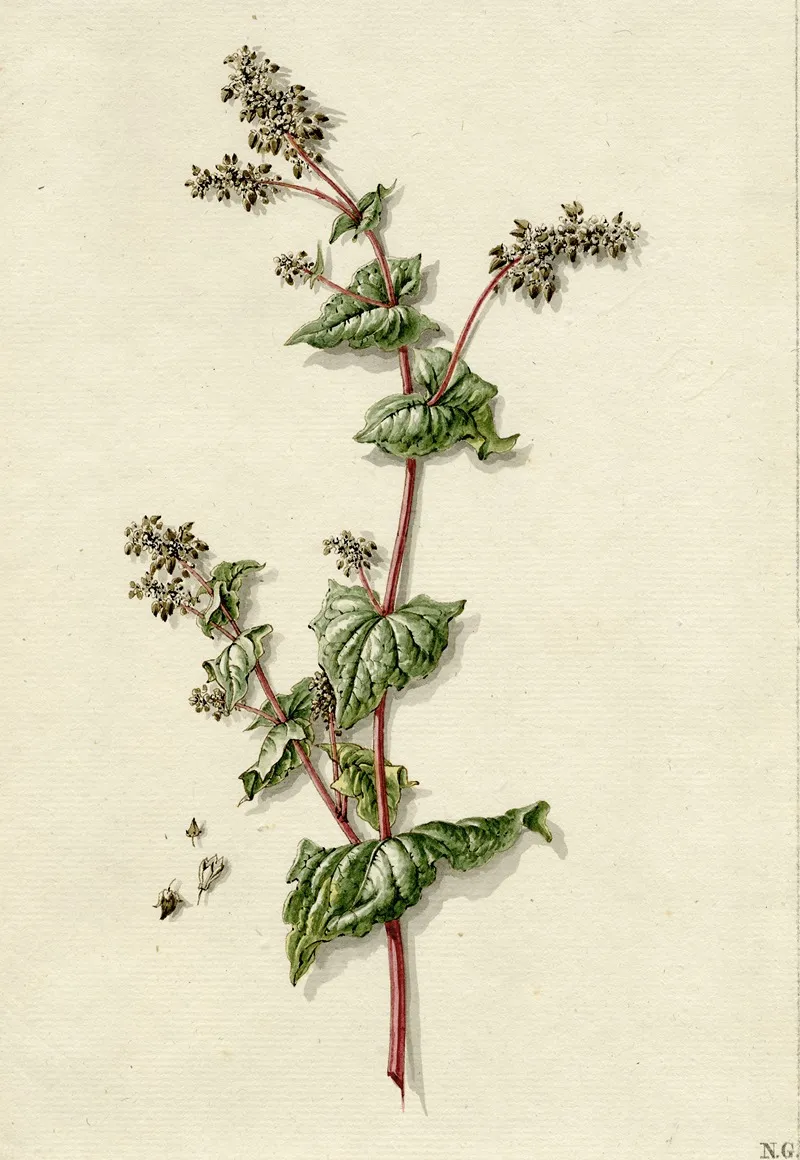 Buckwheat Blossoming