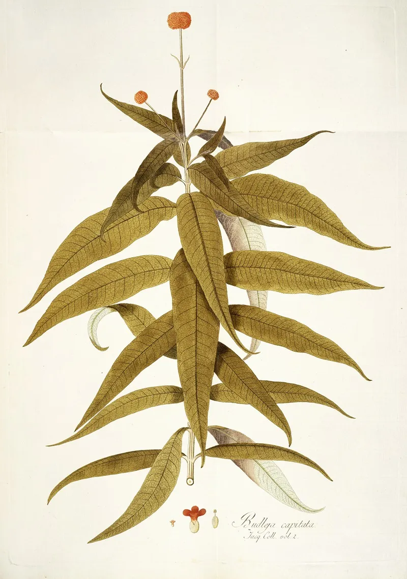 Budlea Capitata