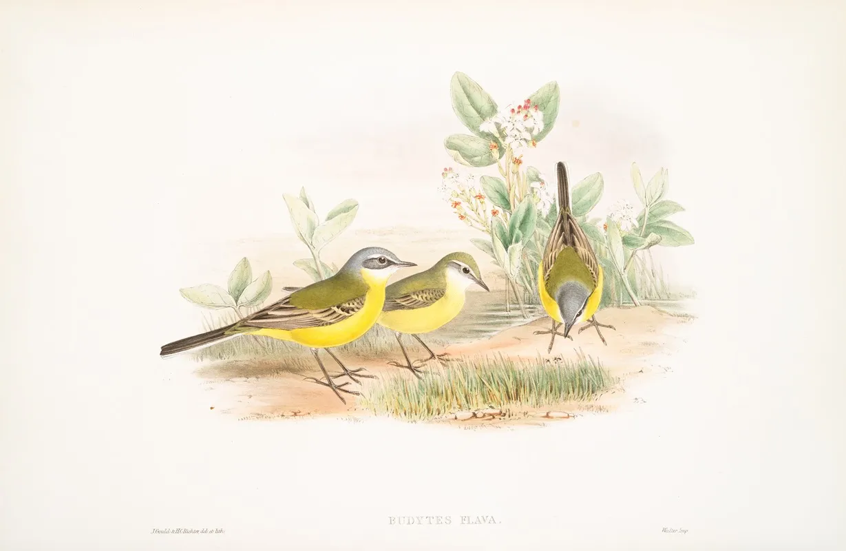 Budytes Flava Grey Headed Wagtail