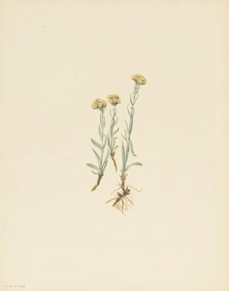 Buff Pussytoes Antennaria Luzuloides 3