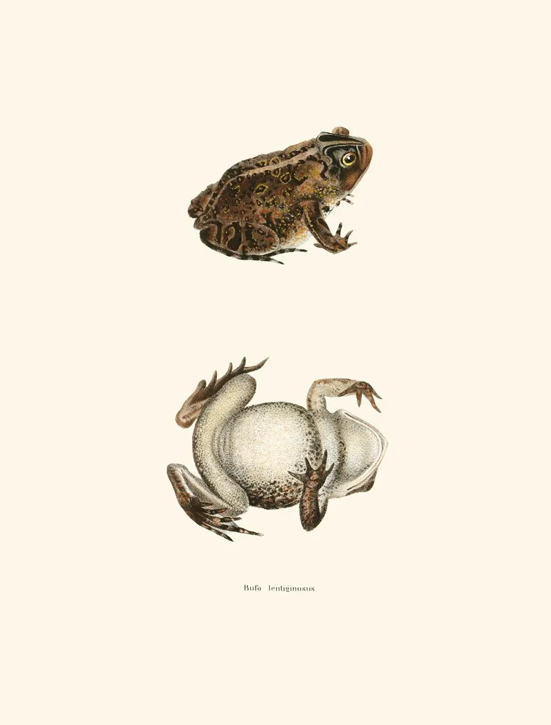 Bufo Lentiginosus