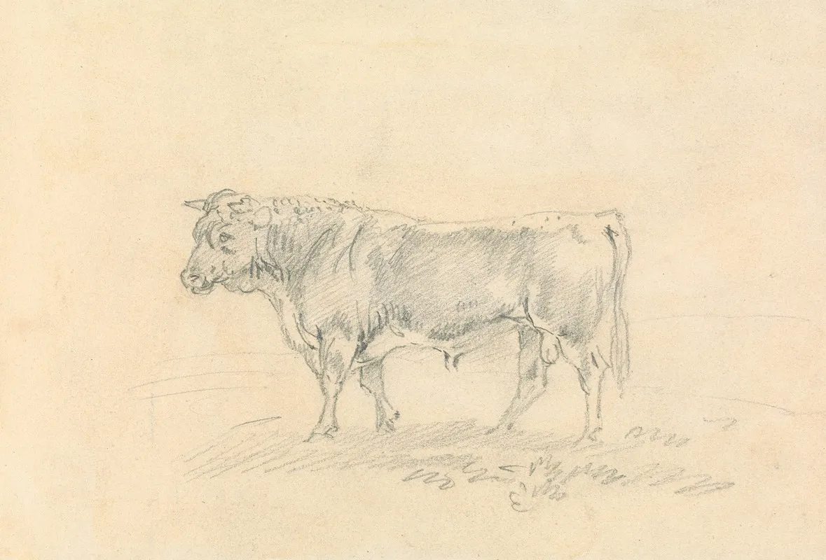 Bull 8
