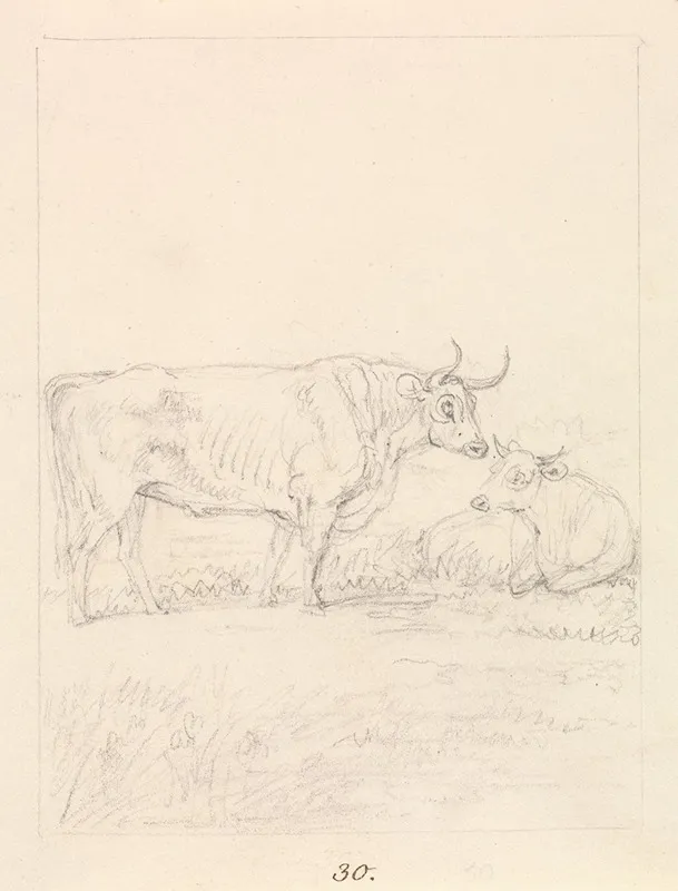 Bull And Cow