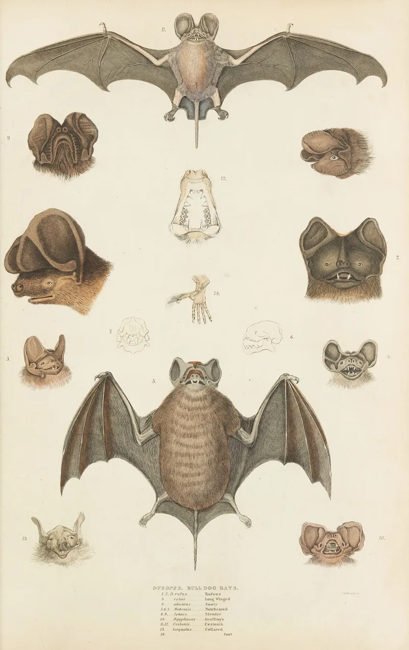 Bull Dog Bats by William MacGillivray - Canvas Print