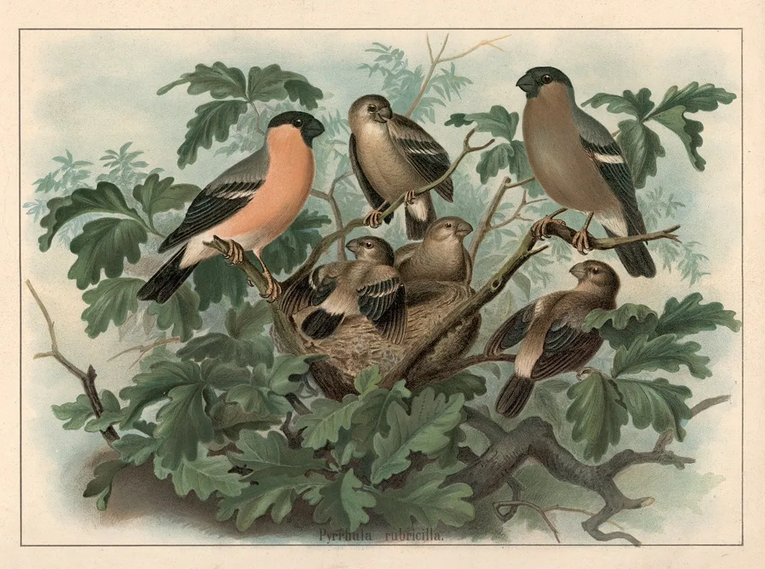 Bullfinch Pyrrhula Pyrrhula