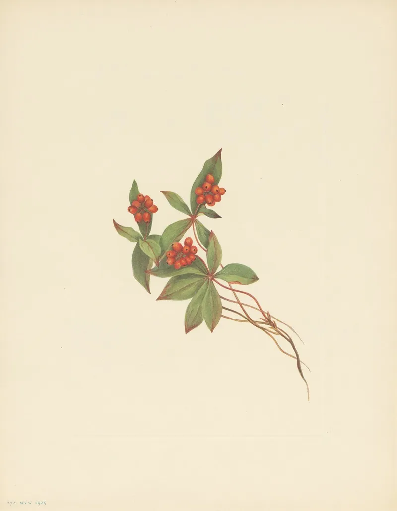 Bunchberry Fruit Cornus Canadensis 2