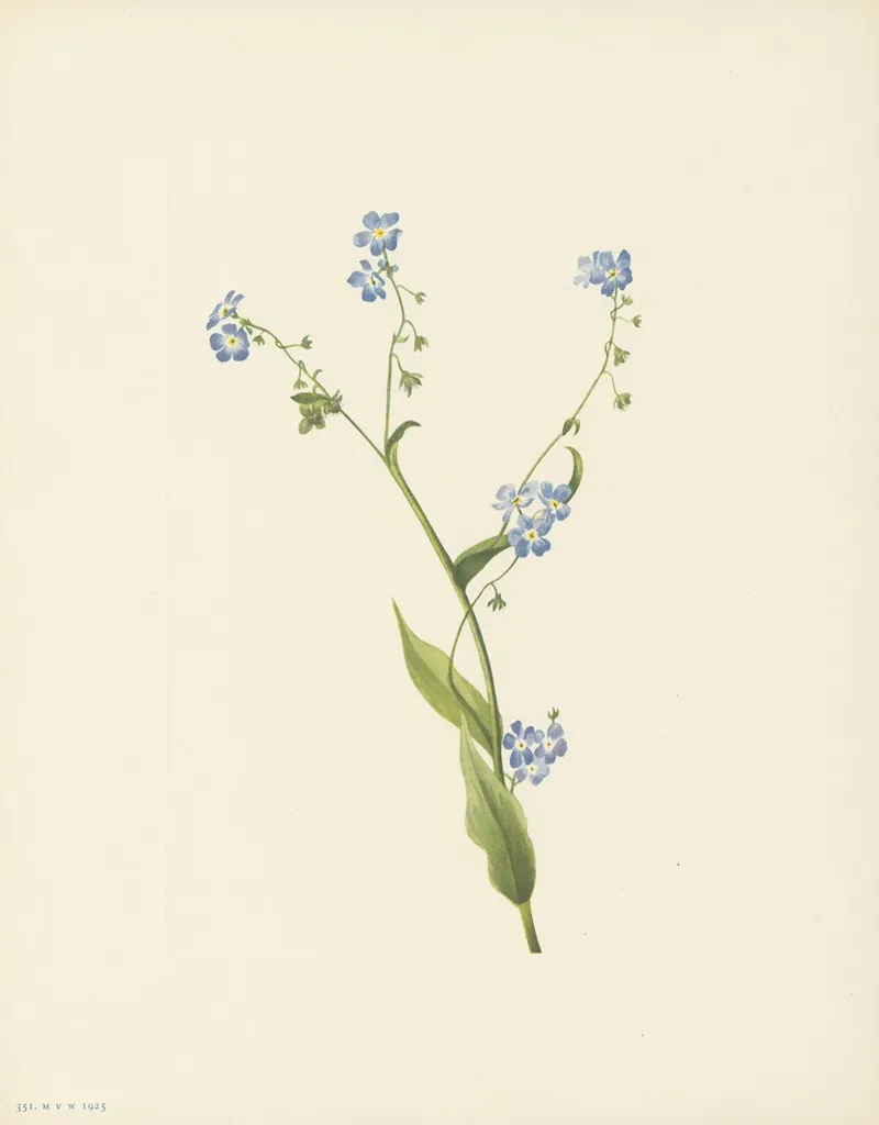 Bur Forget Me Not Lappula Diffusa 3