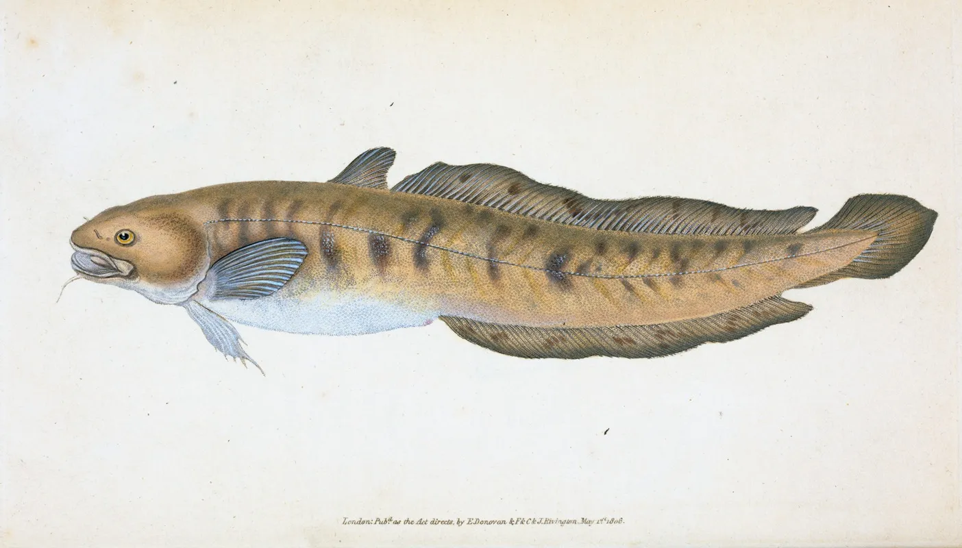 Burbot Gadus Lota