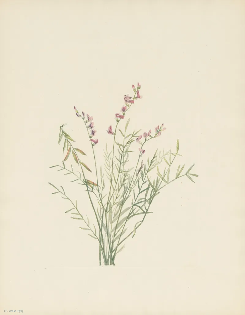Burgess Milkvetch Astragalus Bourgovii 3
