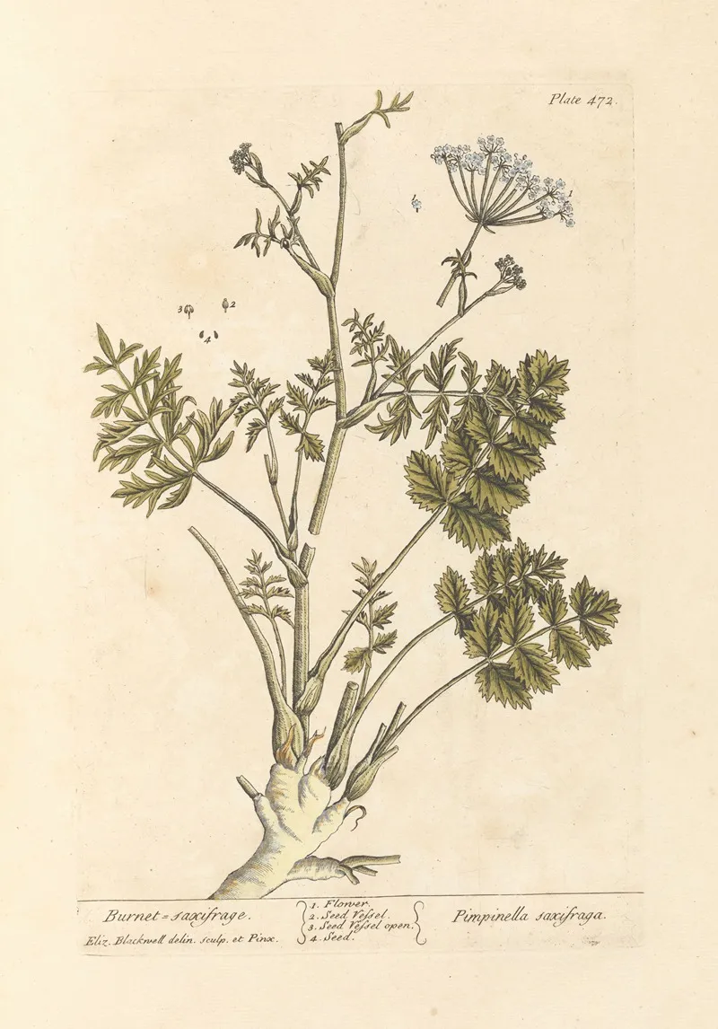 Burnet Saxifrage