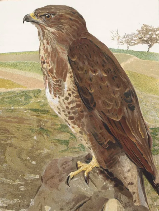 Buse by Léo-Paul Robert - Canvas Print