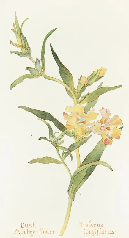 Bush Monkey Flower by Margaret Armstrong - Canvas Print