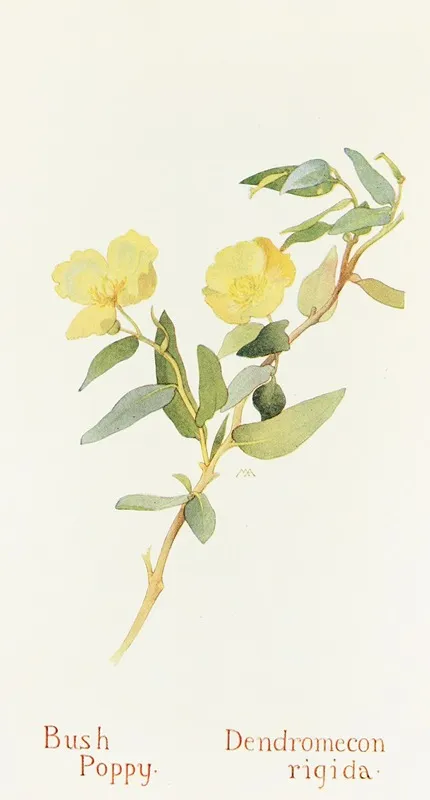 Bush Poppy by Margaret Armstrong - Canvas Print