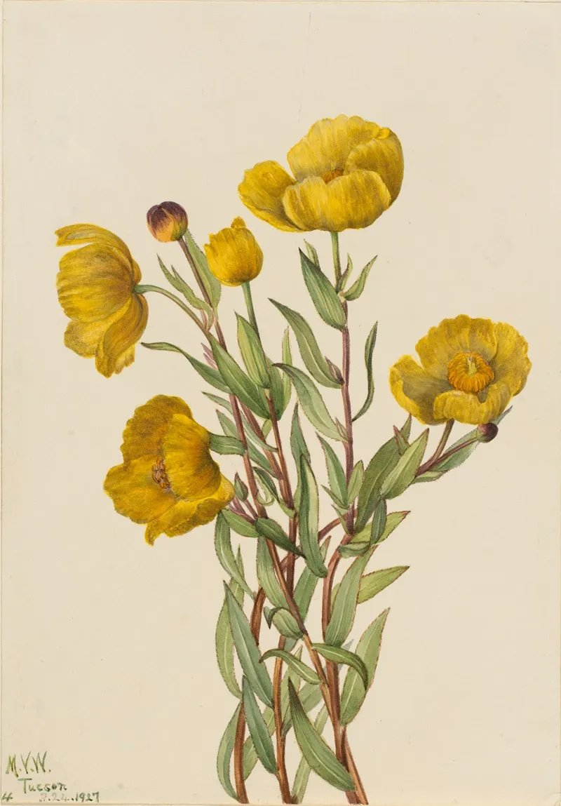 Bushpoppy Dendromecon Rigidum 2
