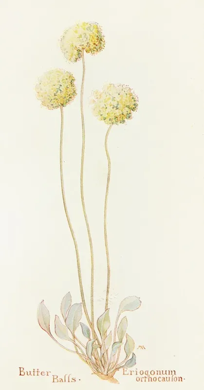 Butter Balls by Margaret Armstrong - Canvas Print