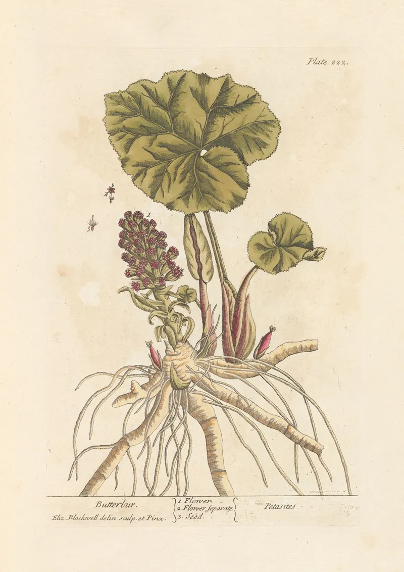 Butterbur