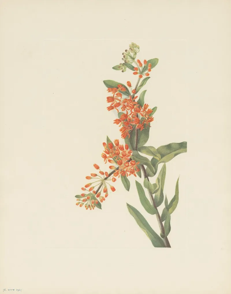 Butterflyweed Asclepias Tuberosa 2
