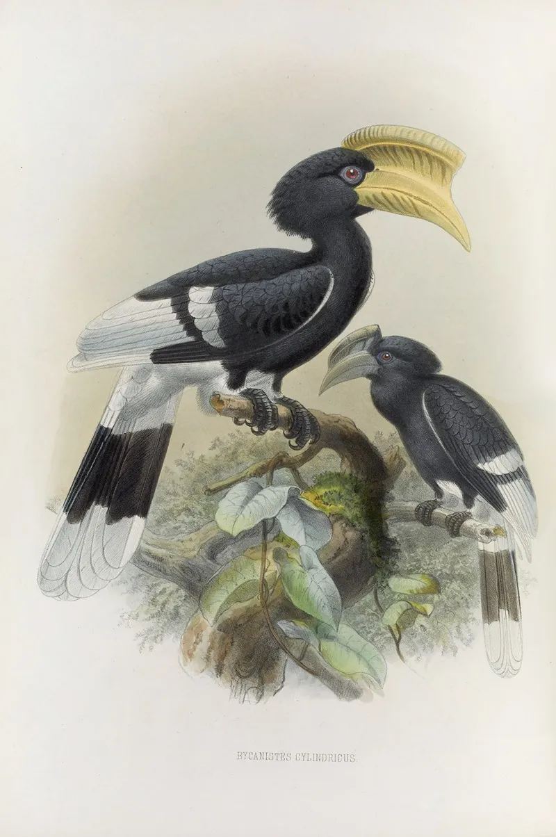 Bycanistes Cylindricus