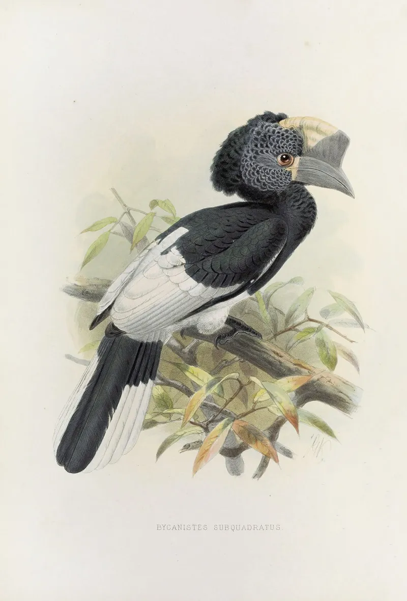 Bycanistes Subquadratus