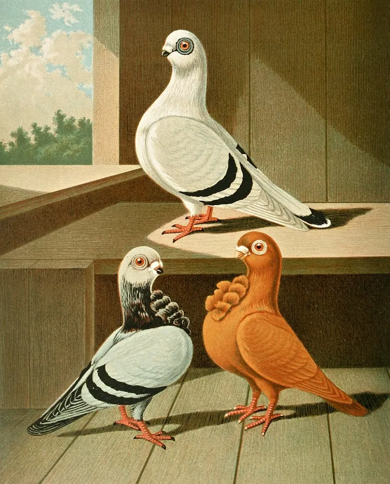 C Damascena C Bubo Major