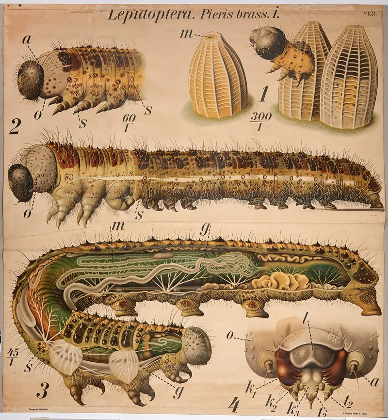 Cabbage Butterfly Larvae